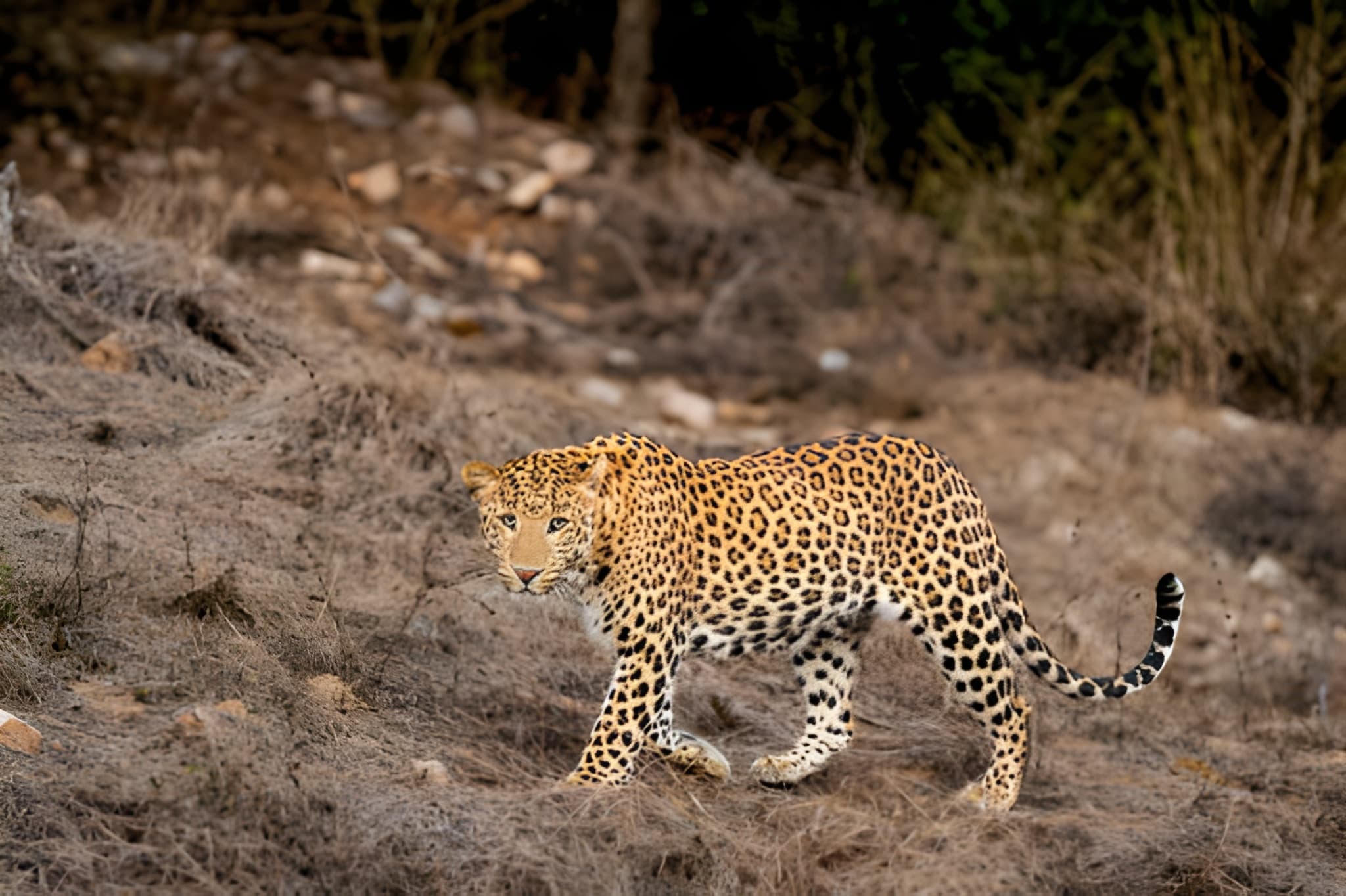 Luxury Wildlife & Conservation